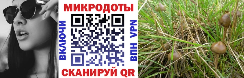 Галлюциногенные грибы Psilocybine cubensis  Купить закладки  Себеж 